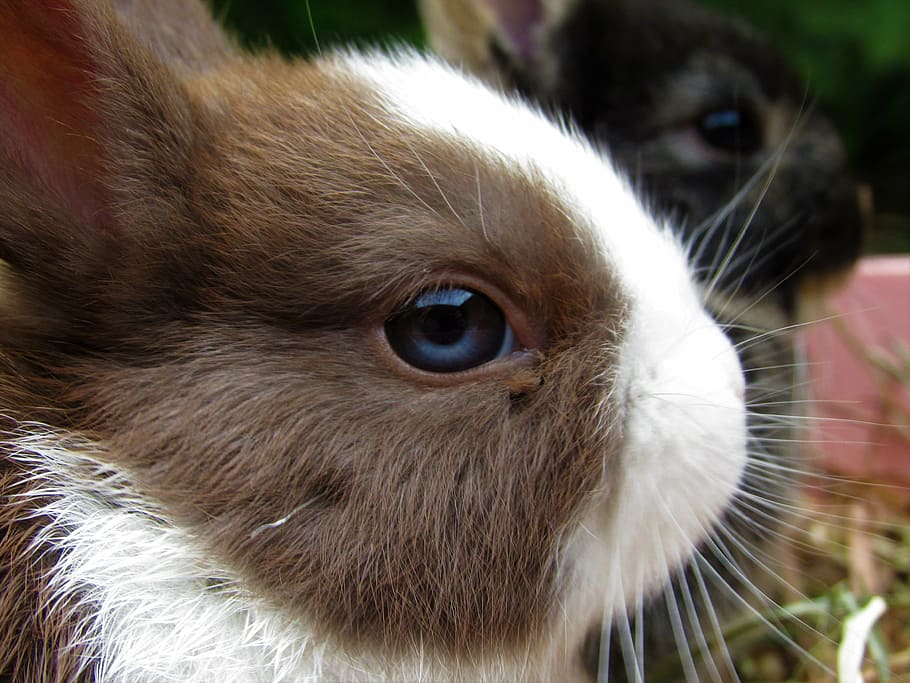 shallow, focus photography, brown, white, rabbit, netherland dwarf, cute, adorable