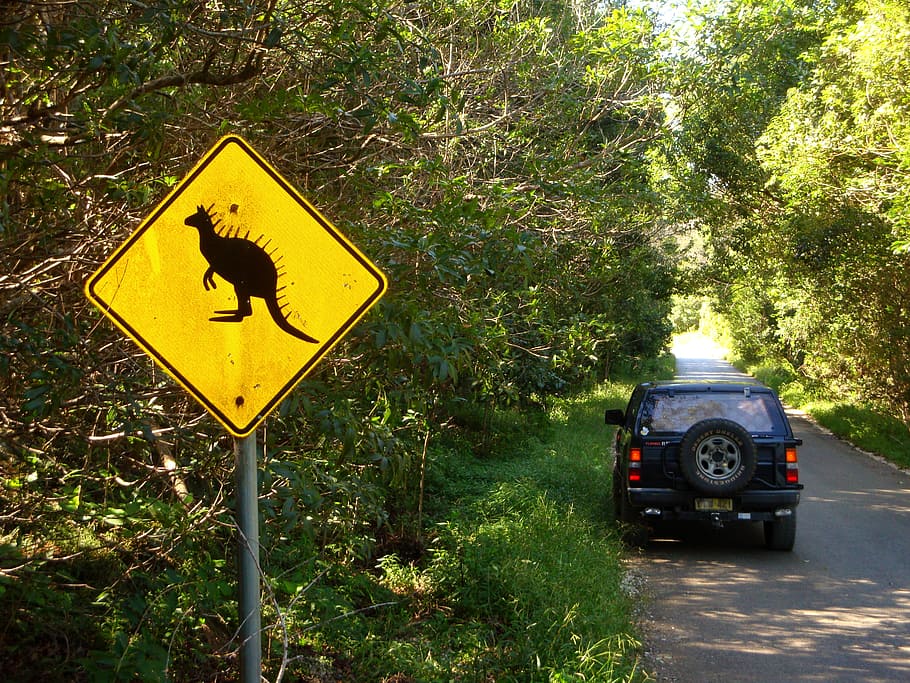 kangaroo signage, blue, suv, parked, trees, daytime, australia, kangaroo, cangaroo, dinosaur, jurassic park