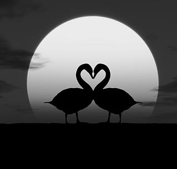 animal, silhouette, bird, nature, landscape, sunset, flamingo, animal wildlife, water, 4k wallpaper, hd wallpaper