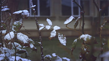 śnieg, Zielony, odchodzi, roślina, Natura, bokeh, trzon, dom, na wolnym powietrzu, okna, szkło