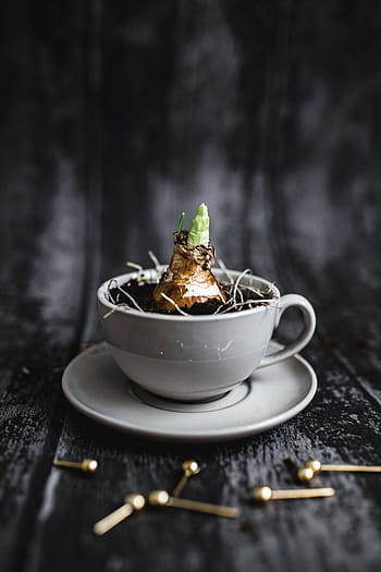 poco, plántulas, corte, nueces, oro, alfileres, taza, planta, plantación, platillo, nuez