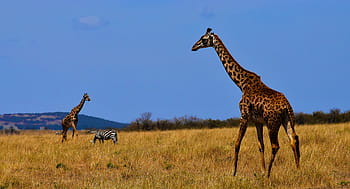two, zebra, wildlife, Giraffe, Nature, Tanzania, Animal, safari, conservation, ecology, vasuki belavadi