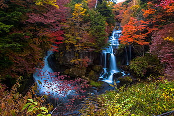 滝、 囲まれた、 木、 竜頭の滝、 日光、 秋、 紅葉、 日本、 日本の秋、 自然、 風景
