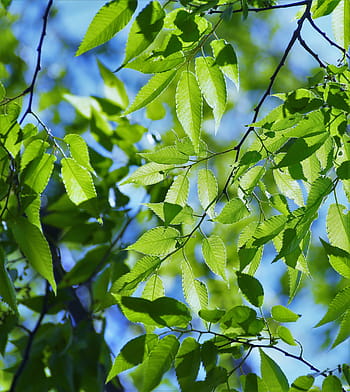 mint, leaves, tree, spring, fresh green, blue sky, show through, vein, light, sun, sunlight