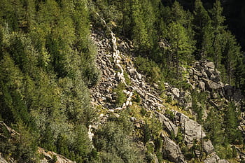 domba, pegunungan austria, Kawanan, Austria, Pegunungan, hewan, petani, hutan, kambing, hijau, bukit