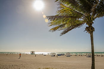 group, people, beach, daytime, seashore, near, coconut, tree, sea, ocean, water
