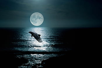 Landschaft, Meer, Himmel, Nacht-, Delphin, Mond, Wolken