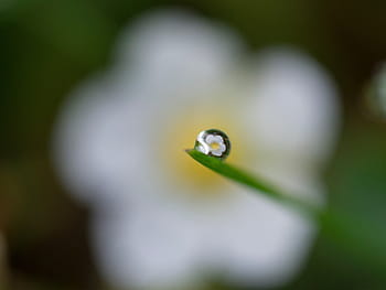selective, focus photography, rain dew, leaf, reflecting, white, petal flower, daytime, flower, blur, water