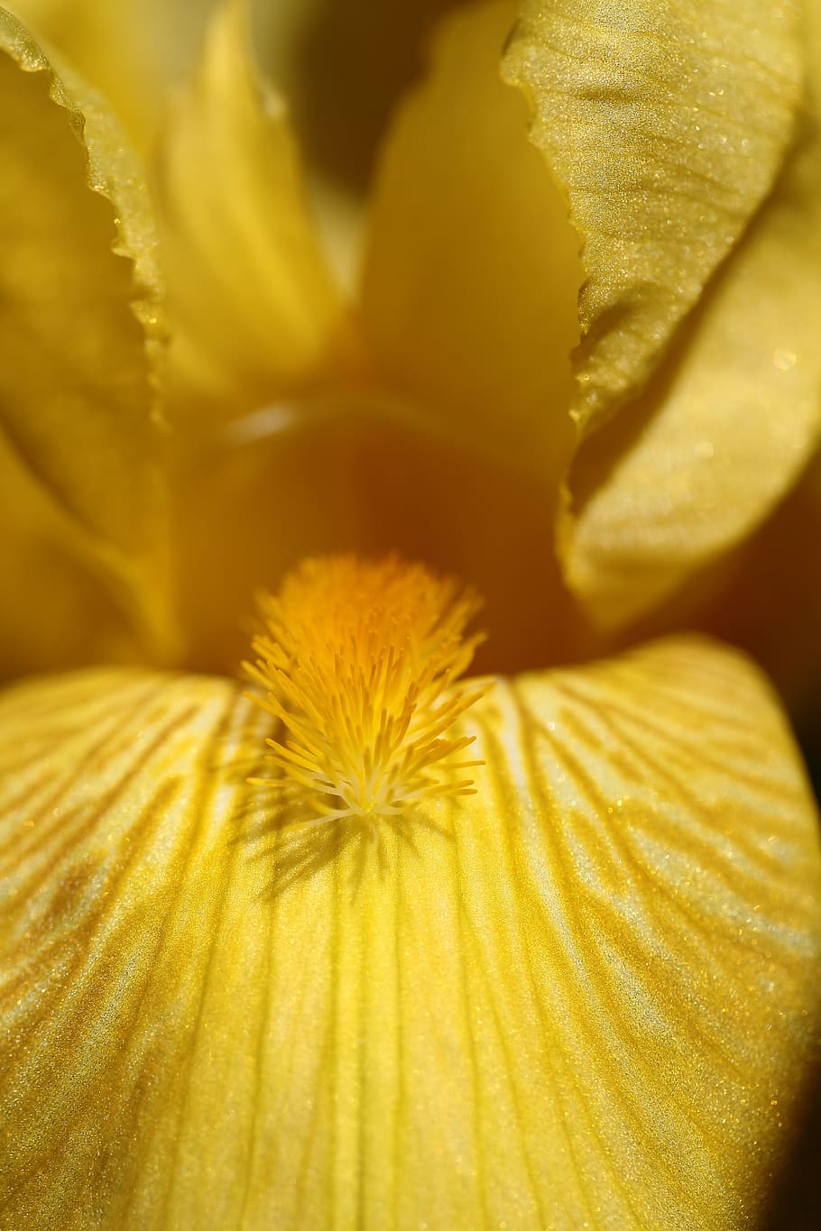 detail, flower, iris, yellow