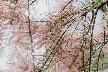 pohon mekar, awal, musim semi, Pohon, mekar, awal Musim Semi, bunga, latar belakang, alam, pink, musim dingin