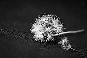 grayscale photography, dandelion flower, surface], dandelion, flower, plant, nature, black and white, close-up, fragility, softness