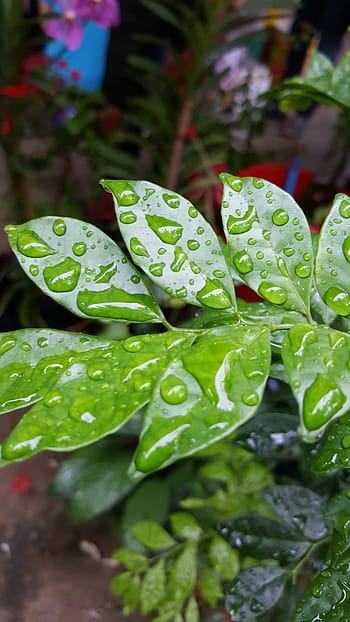 leaf, rain drop, rain, nature, water, green, plant, summer, drop, spring, freshness