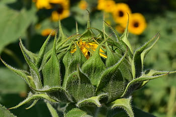 giallo, verde, germoglio di girasole, vicino, fotografia, fiore del sole, germoglio, estate, pianta, natura, fiore