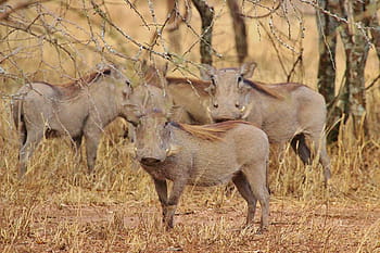 warthogs, Τανζανία, Αφρική, warthog, serengeti, σαφάρι, ζώο, άγριος