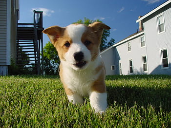 puppy, dog, corgi, pedigreed, doggy, pet, cute, pup, animals