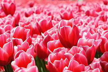 red, tulips, field, nature, flower, flowers, tulip, plant, springtime, pink Color, freshness