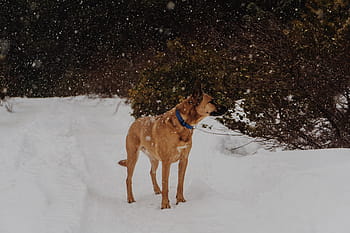 dospělý mahagon belgický malinois, stojící, sněhové pole, rostlina, během dne, Příroda, krajina, zvíře, Pes, sníh, zimní