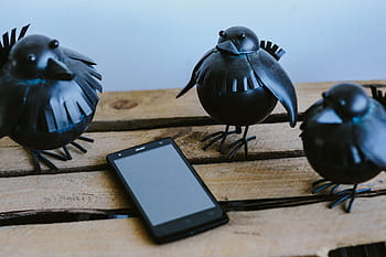 pequeño, negro, pájaros de plástico, teléfono inteligente, estante, Pequeño negro, plástico, pájaros, móvil, pájaro, falso
