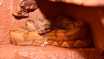 Snake, Boa Constrictor Imperator, boa, constrictor, reptile, lurking, terrarium, mouse hunter, emperor snake, red tailed boa, cute