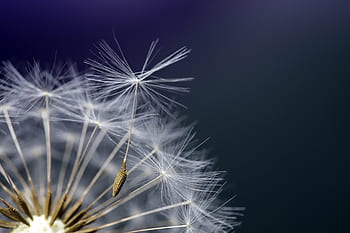 민들레, 씨앗, 식물, 자연, 매크로, 닫기, 바람, 우산