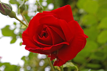 red-rose-rose-blossom-bloom-royalty-free-thumbnail.jpg