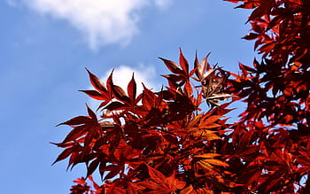 Japanese, Red Maple, Maple, Tree, Red, Leaves, japanese red maple, tree, red, leaves, sky, blue, nature
