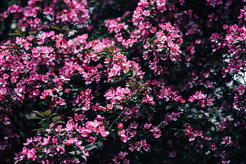 encantador, rosa, flores, floreciente, ramas de los árboles, árbol, ramas, copia espacio, primavera, flor, naturaleza