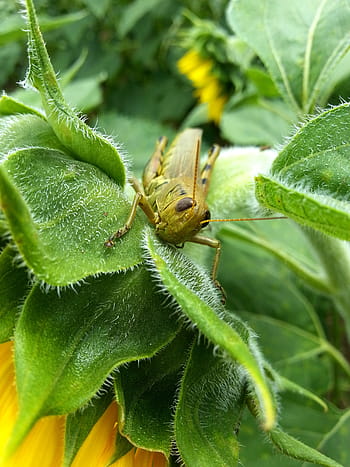 Grün, Heuschrecke, Blatt, flach, Fokus, Fotografie, Pflanze, Natur, Insekt, Tier, draussen
