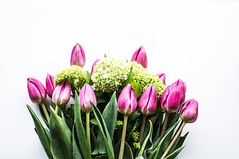 macro shot photography, pink, tulips, green, tulip, hydrangea, flowers, nature, flower, pink color, freshness