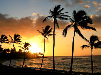 silueta, kokosové palmy, pobřeží, zlatý, hodina, hawaii, tropický, palma, hawaii beach, moře, západ slunce