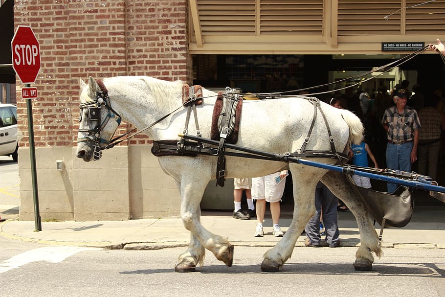 rein, horse, carriage, street, white