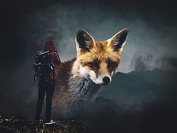 fox, fog, man, person, guy, people, landscape, lonely, nature, hiking, sad