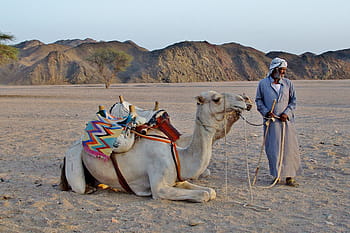 osoba, hospodářství, řemínek, velbloudi, velbloud, beduín, poušť, písek, Egypt, velbloud dromedár, poušť Sahara