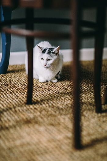 putih, lantai, hewan peliharaan, hewan, kucing, karpet, duduk, Hitam, meja