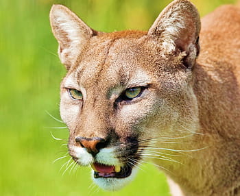 brown lioness, puma, animal, mountain lion, predator, cat, wildcat, zoo, one animal, lion - feline, animals in the wild