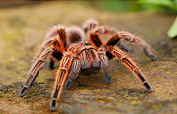 macro photography, brown, haired tarantula, spider, creepy, scary, arachnid, fear, nature, web, arachnophobia
