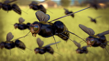 honeybee insects, Closeup, Flying, Honeybee, Insects, animals, insect, nature, animal, macro, close-up