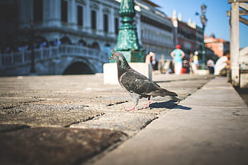 ruas de veneza, pombo, veneza, ruas, animal, pássaro, cena urbana, cidade, ao ar livre, arquitetura, rua