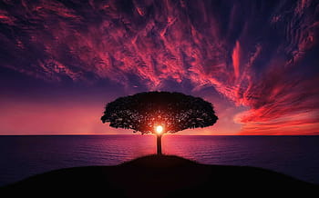 silhouette, tree, island, body, water, golden, hour, amazing, animal, beautiful, beautifull