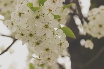 selektivní, zaměření fotografie, bílý, květy okvětní lístky, květiny, makro, fotografování, jaro, Příroda, květ, detail