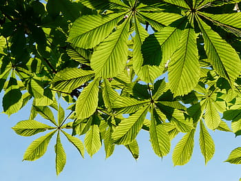 obyčejné rosskastanie, listy, Kaštan, strom, estetický, poboček, zelená, Jasný, slunce, světlo, aesculus hippocastanum