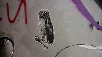 owl decal, owl, paint, wall, graffiti, vandal, animal, mirror, art, one animal, animal themes