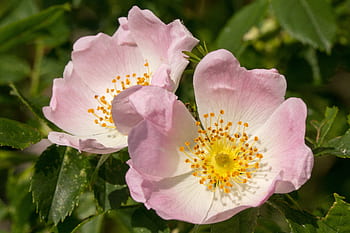 Villrose, rosa canina, blomster, rosa, makro, hunden steg, rosehofte