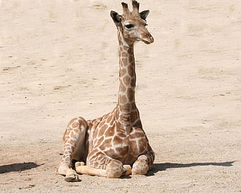 fotografie, hnědý, žirafa, písek, dítě žirafa, savec, volně žijících živočichů, zoo, dítě, roztomilý, zvíře