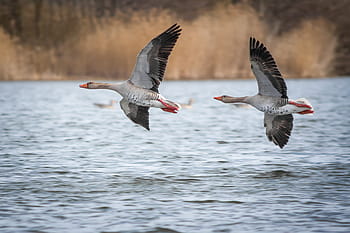 two, gray, black, flying, geese, greylag goose, lake, creature, goose, bird, poultry