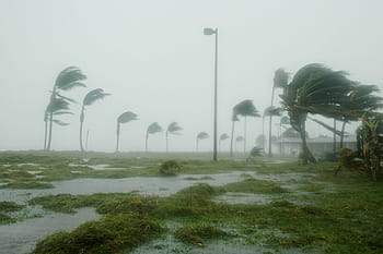 green, leaf trees, storm, key west, florida, hurricane dennis, wind, windy, rain, dangerous, landscape