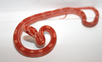 corn snake, snake, amelanistisch, motley, reptile, baby, albino, orange, animal