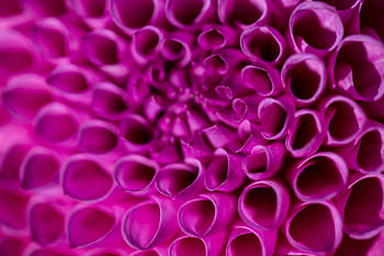 makro snímek, detailní, interiér, růžový, květ., obraz, zachytil, kánon 6d, 6d, 100 mm, 100 mm makro objektiv