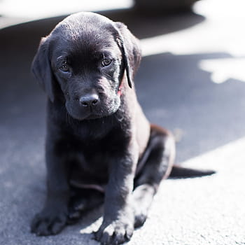 czarny, szczeniak labrador retriever, czarne laboratorium, laboratorium, szczeniak, smutny szczeniak, pies, jedno zwierzę, zwierzęta domowe, zwierzę, na dworze