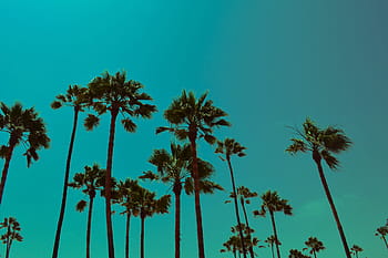 los angeles, california, Palm trees, Los Angeles, California, nature, natural, sky, summer, travel, uSA, blue